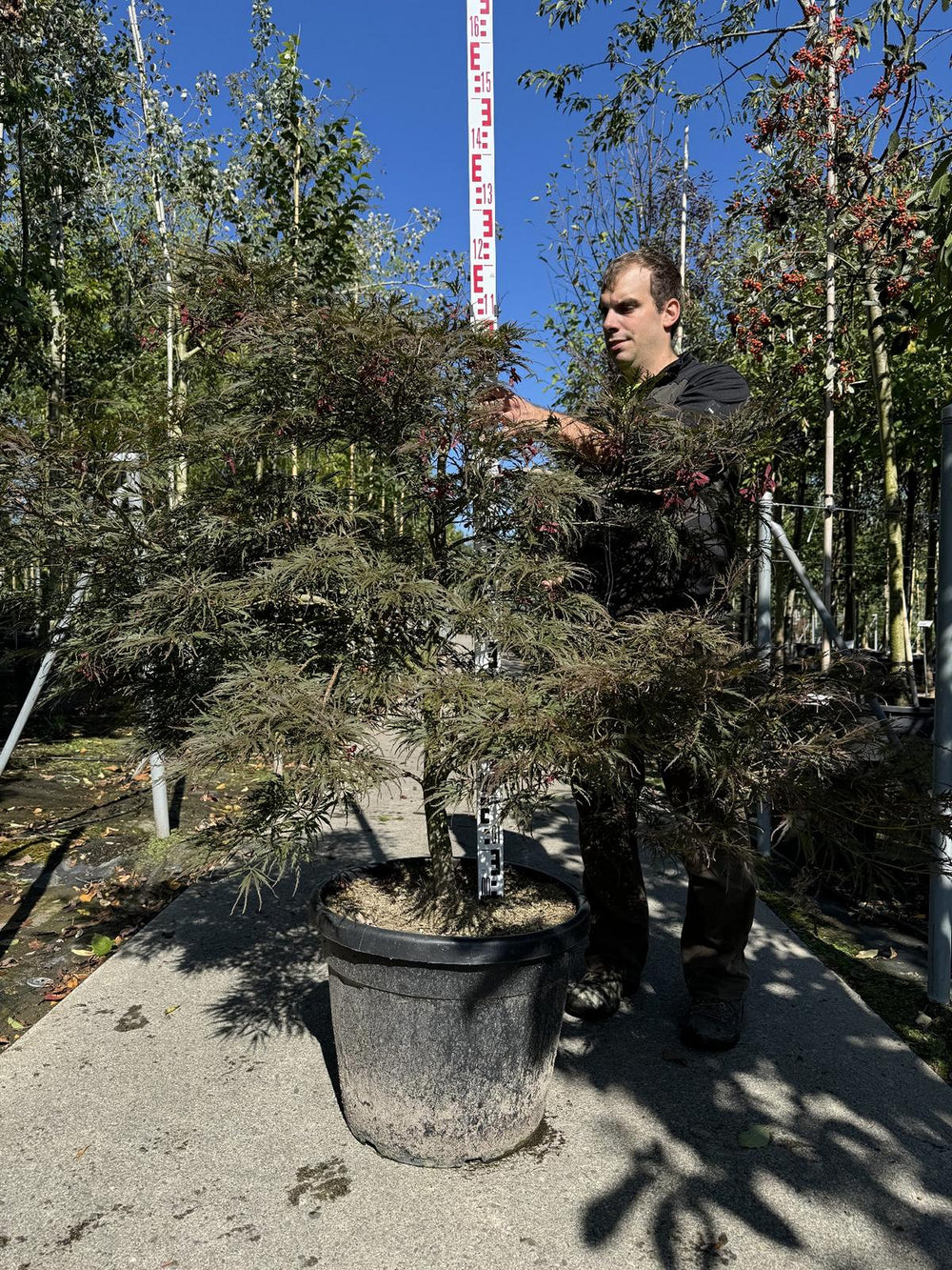 Acer palmatum 'Garnet'