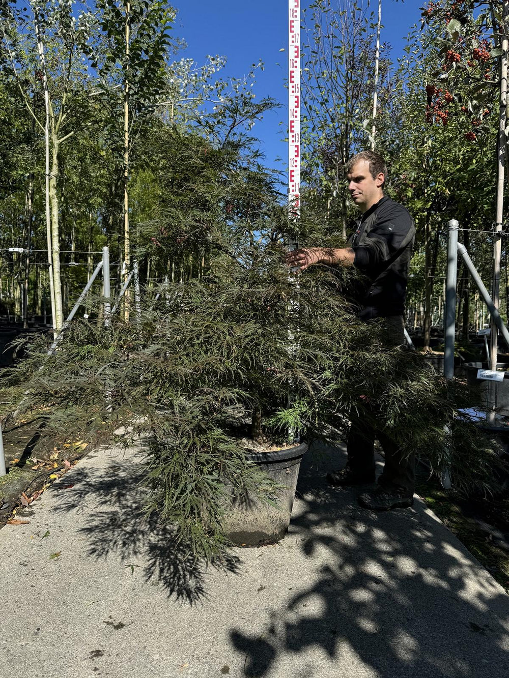 Acer palmatum 'Garnet'