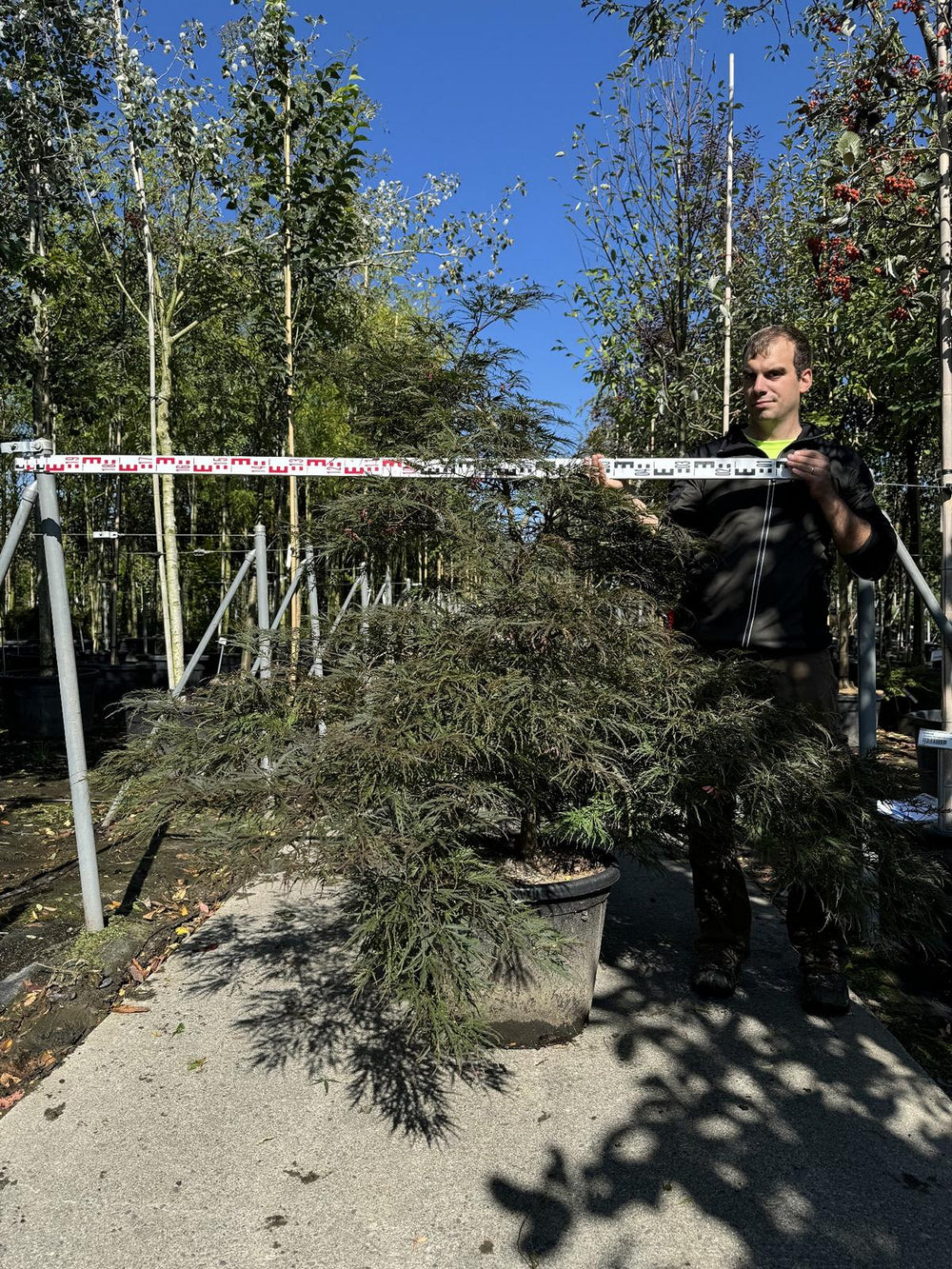 Acer palmatum 'Garnet'