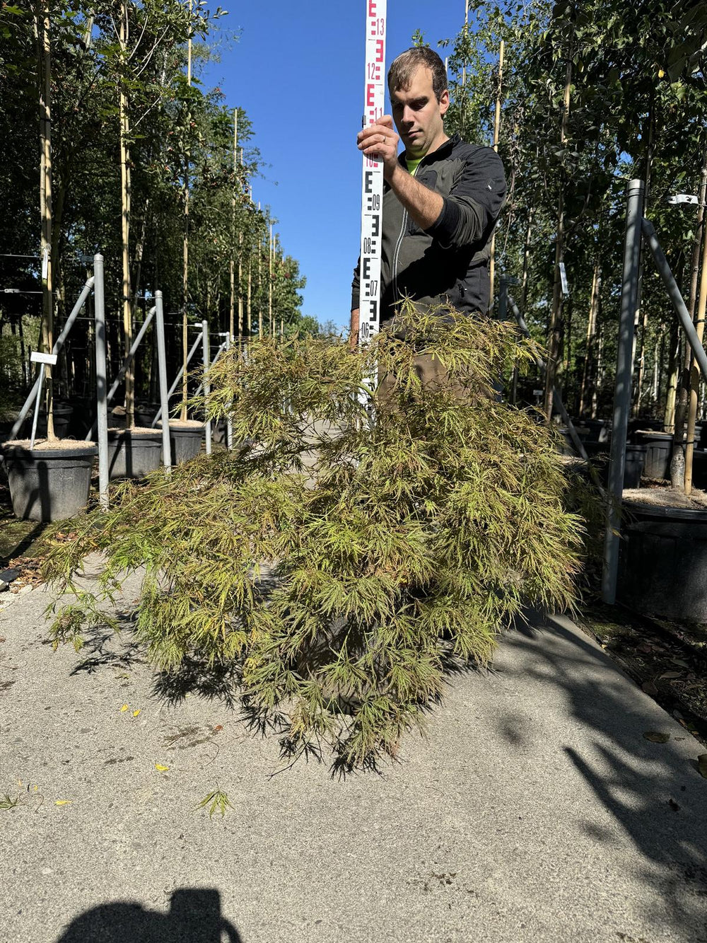 Acer palmatum 'Ornatum'