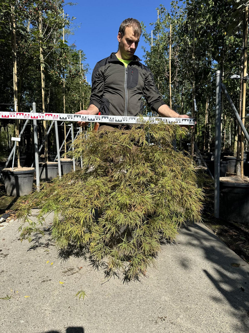 Acer palmatum 'Ornatum'