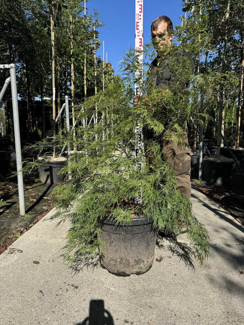 Acer palmatum 'Ornatum'