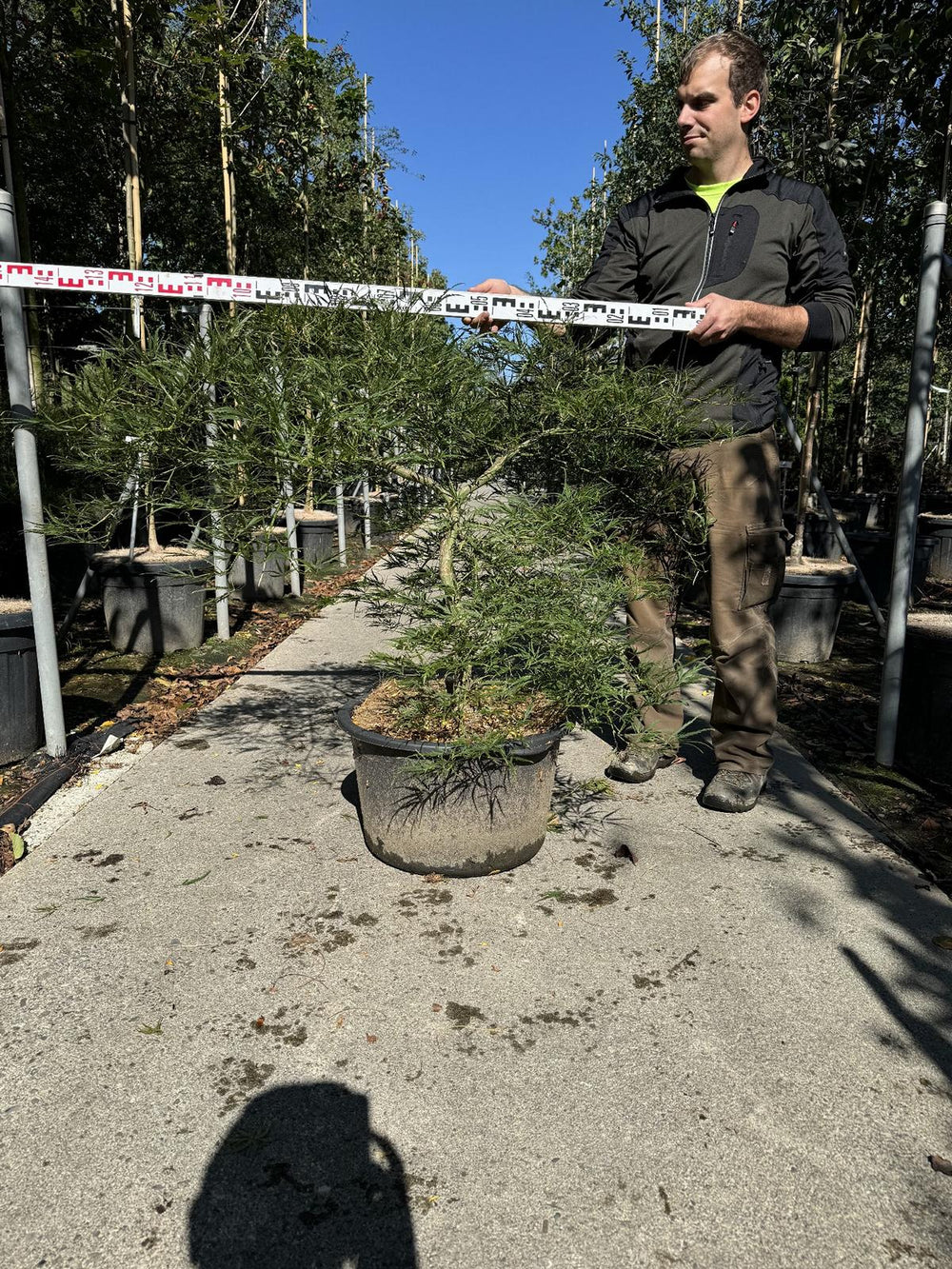 Acer palmatum 'Dissectum'