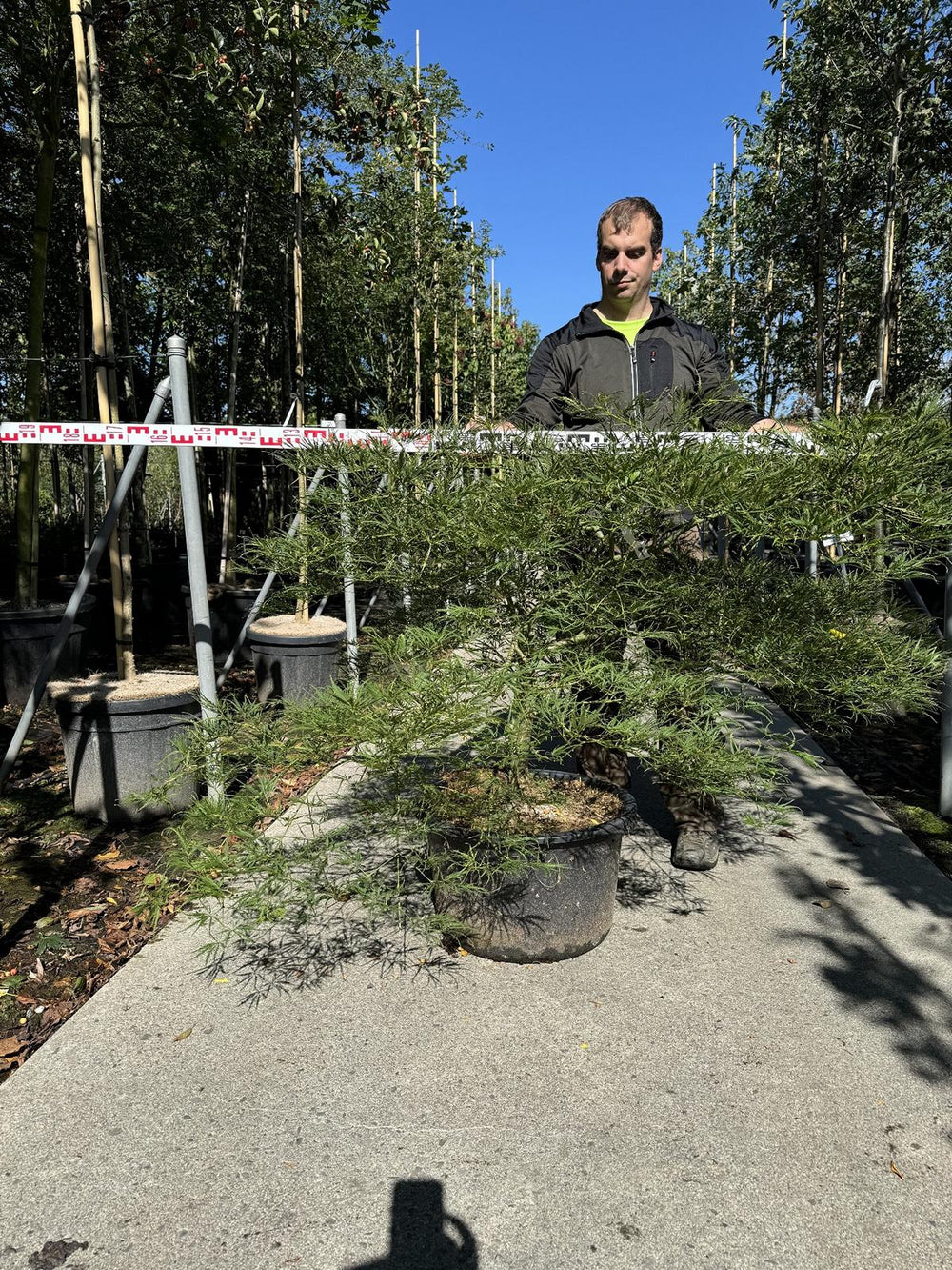 Acer palmatum 'Dissectum'