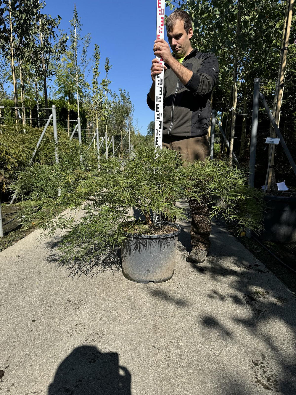 Acer palmatum 'Dissectum'