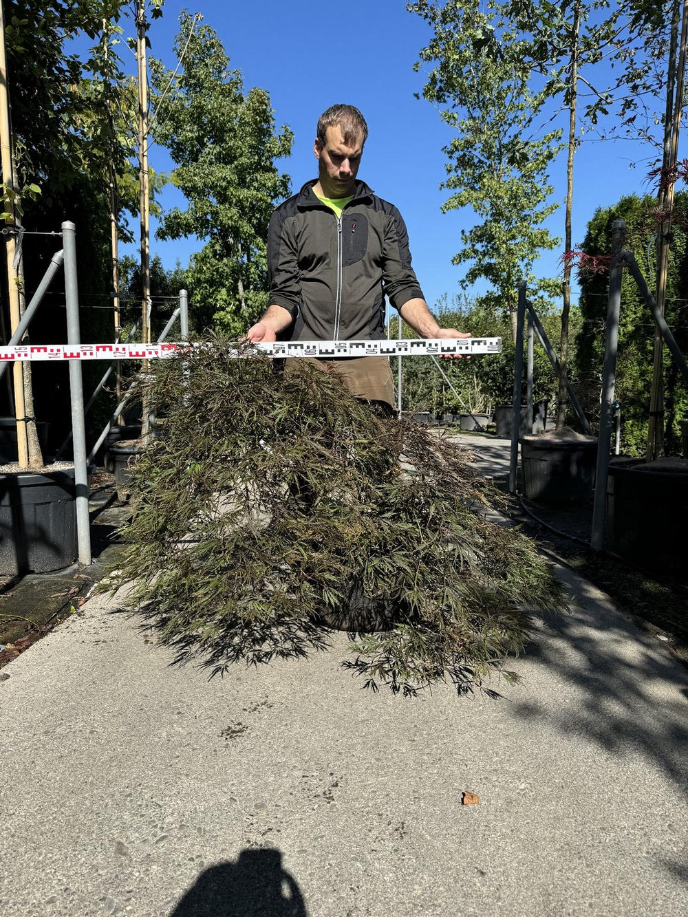 Acer palmatum 'Garnet'