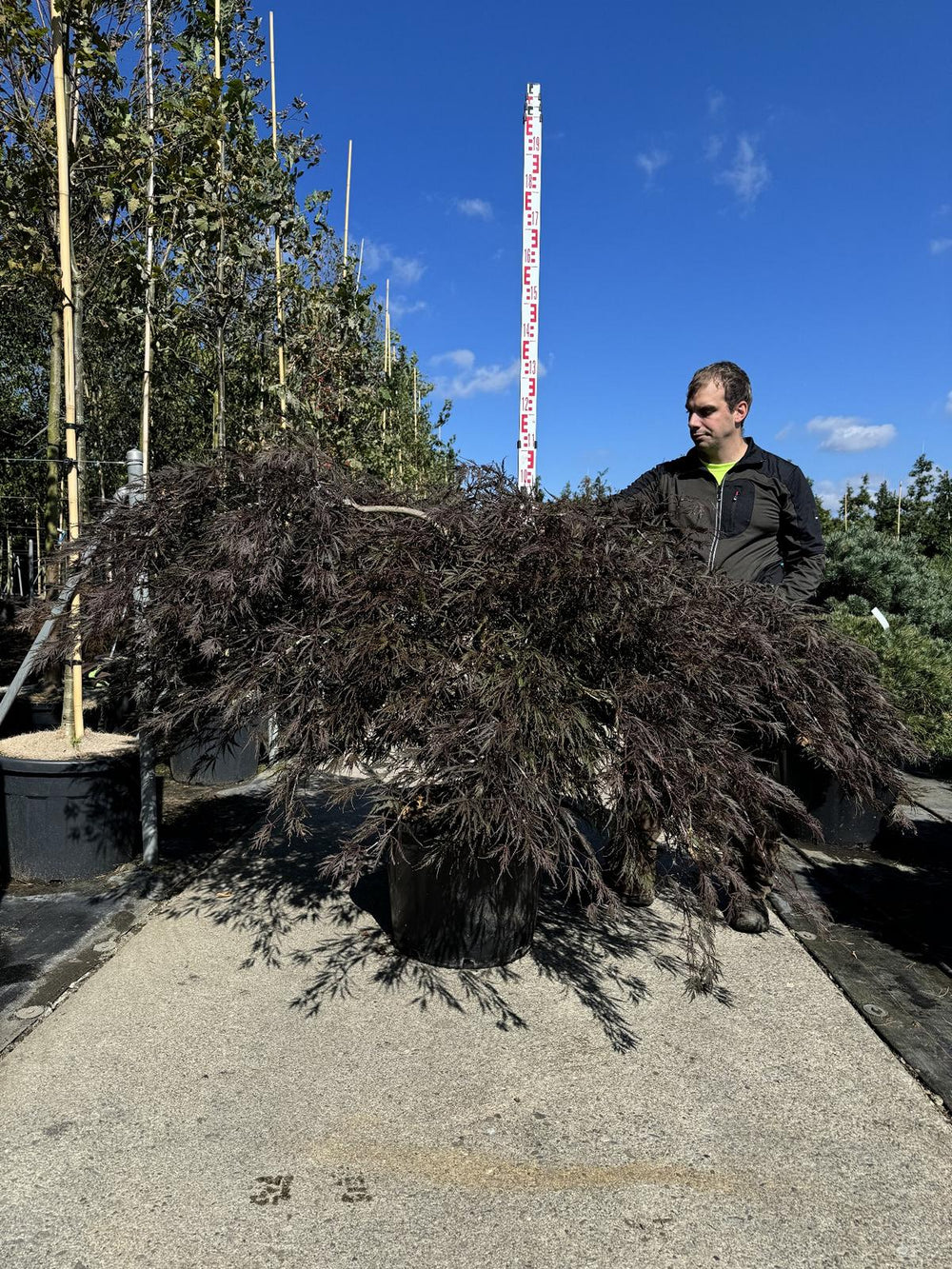 Acer palmatum 'Garnet'