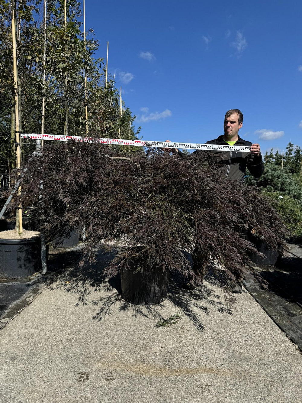 Acer palmatum 'Garnet'