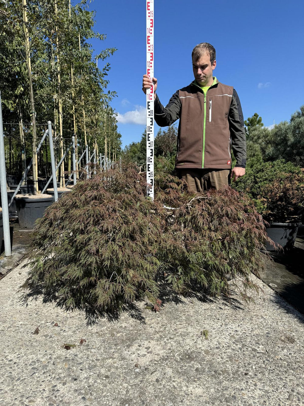 Acer palmatum 'Garnet'