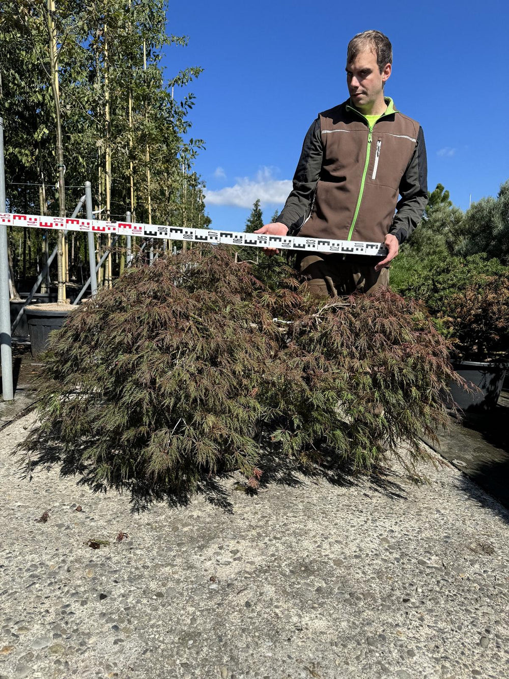 Acer palmatum 'Garnet'