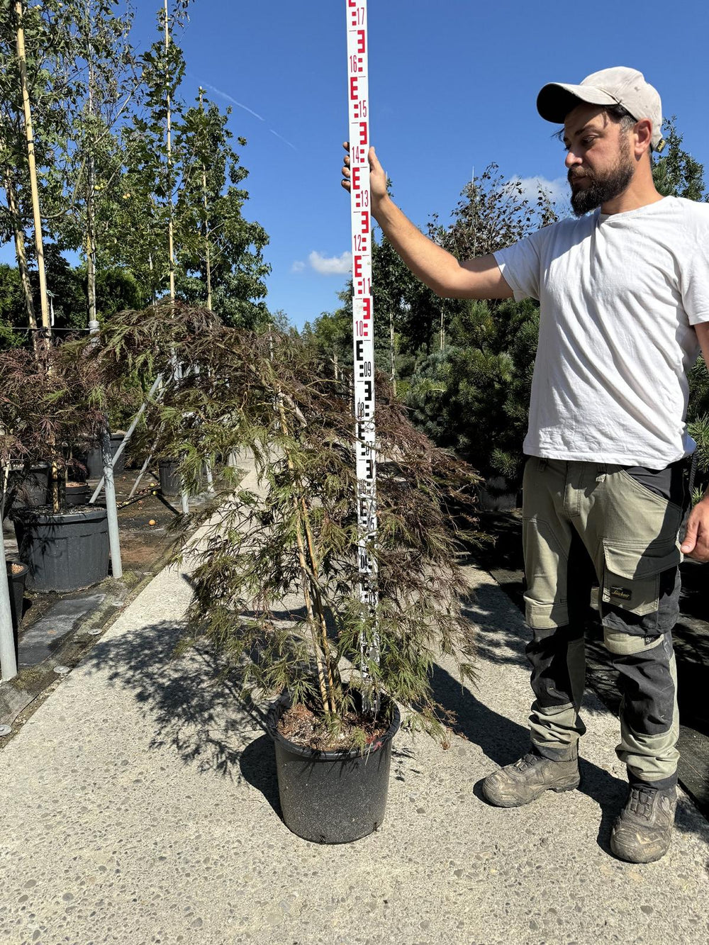 Acer palmatum 'Garnet'