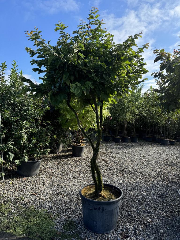 Parrotia persica Schirmform