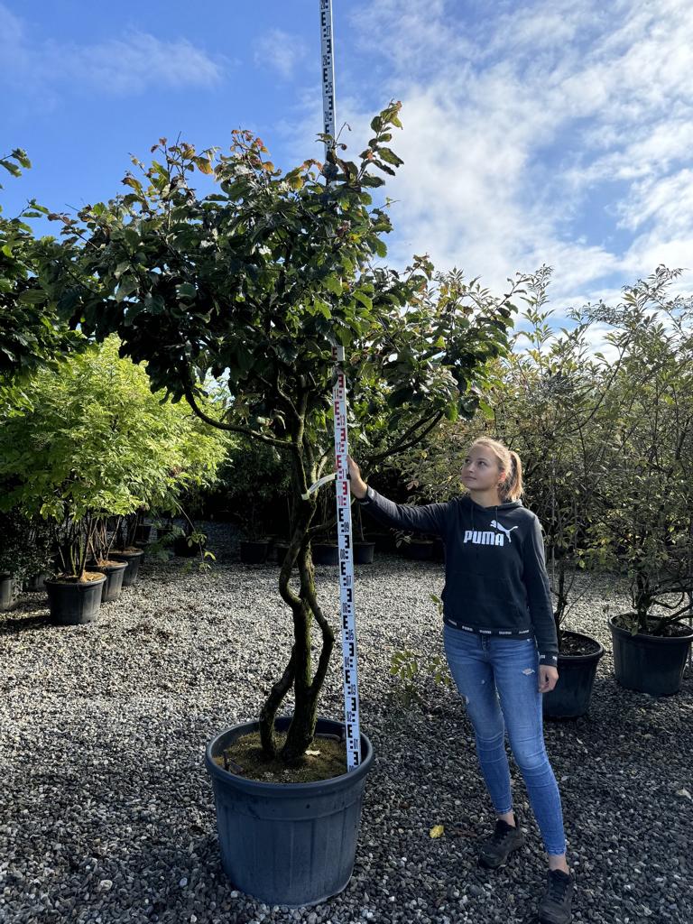 Parrotia persica Schirmform