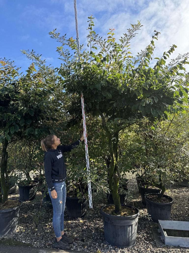 Parrotia persica Schirmform