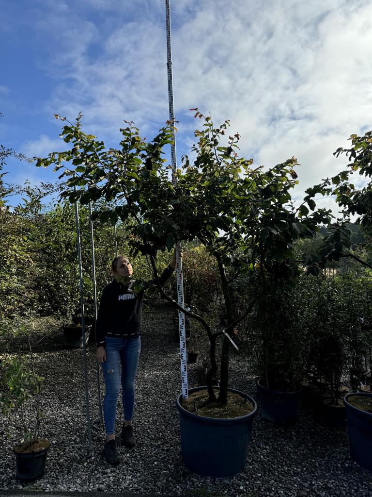 Parrotia persica Schirmform