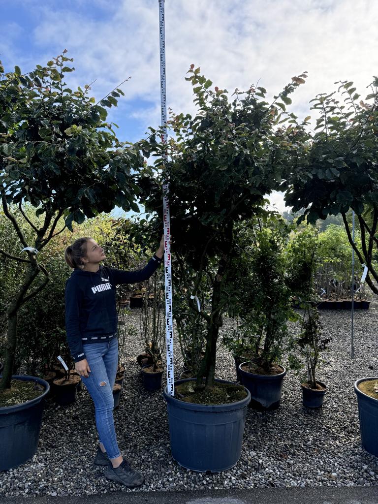 Parrotia persica Schirmform