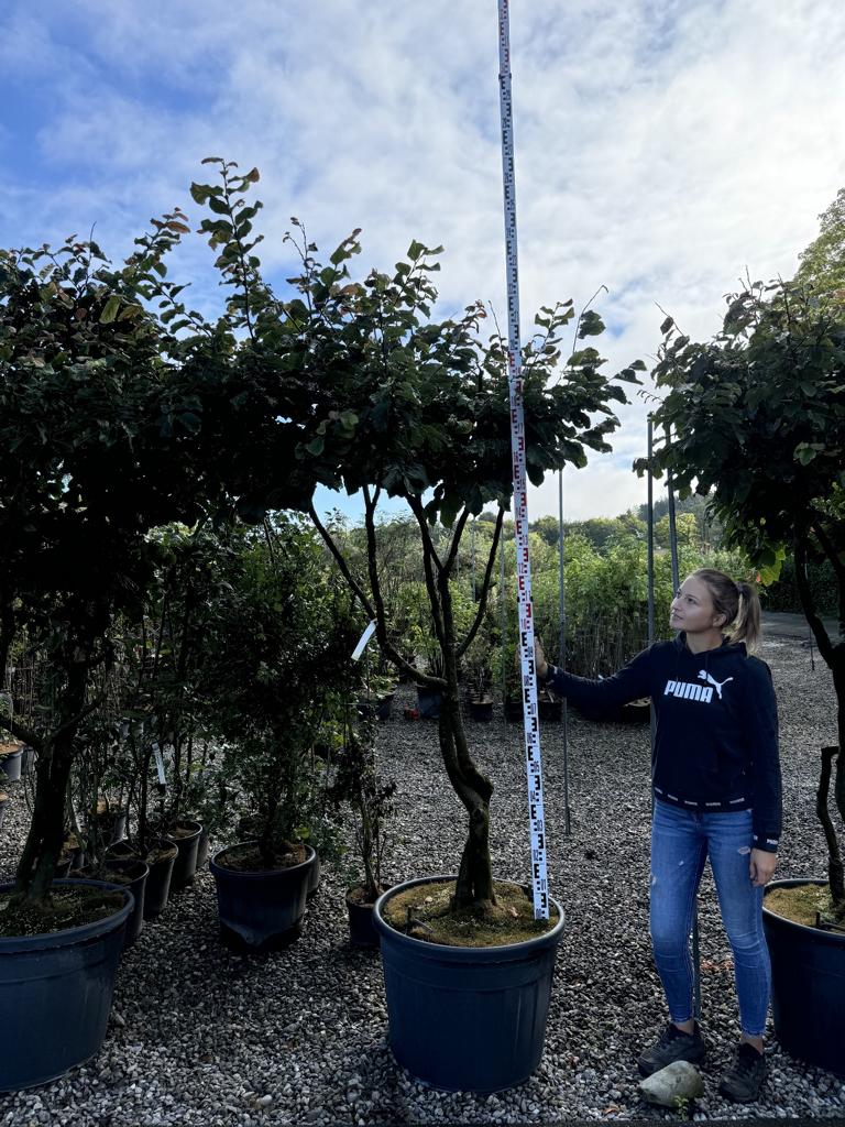 Parrotia persica Schirmform