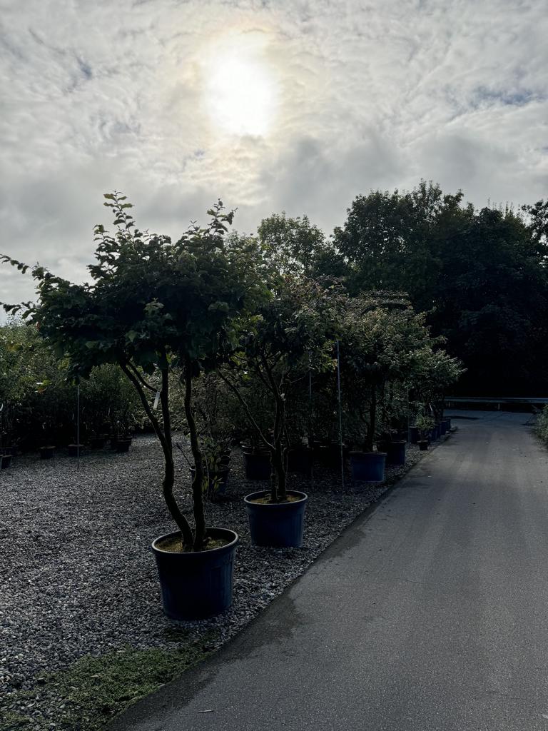 Parrotia persica Schirmform