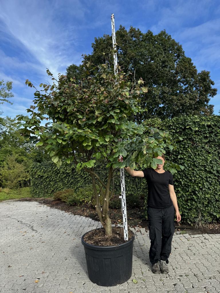 Parrotia persica Schirmform