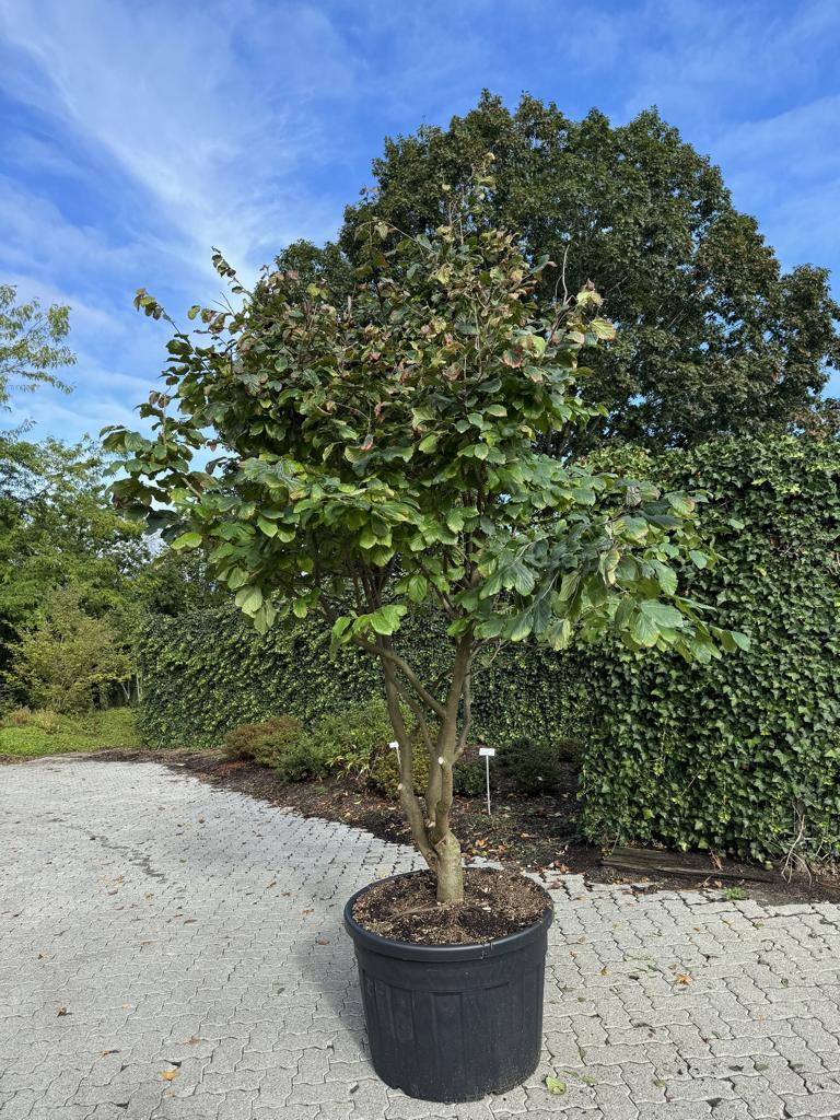 Parrotia persica Schirmform