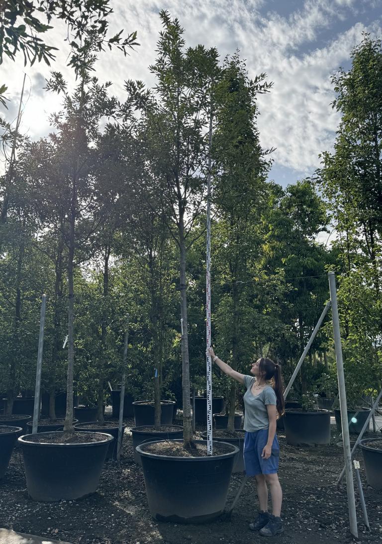 Quercus castaneifolia 'Green Spire'