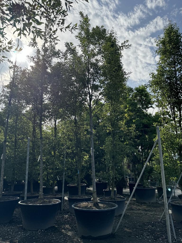 Quercus castaneifolia 'Green Spire'