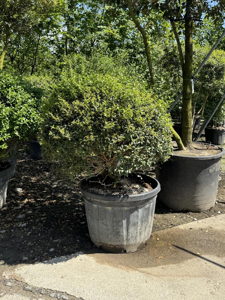 Osmanthus burkwoodii (x) Kugelform