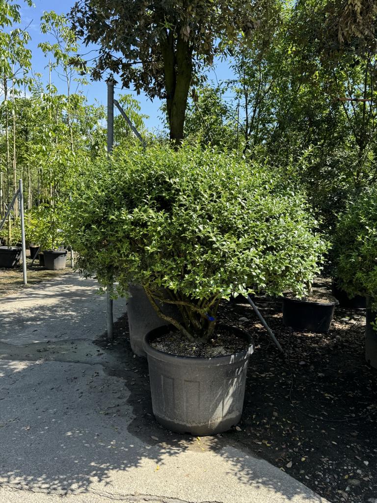 Osmanthus burkwoodii (x) Schirmform