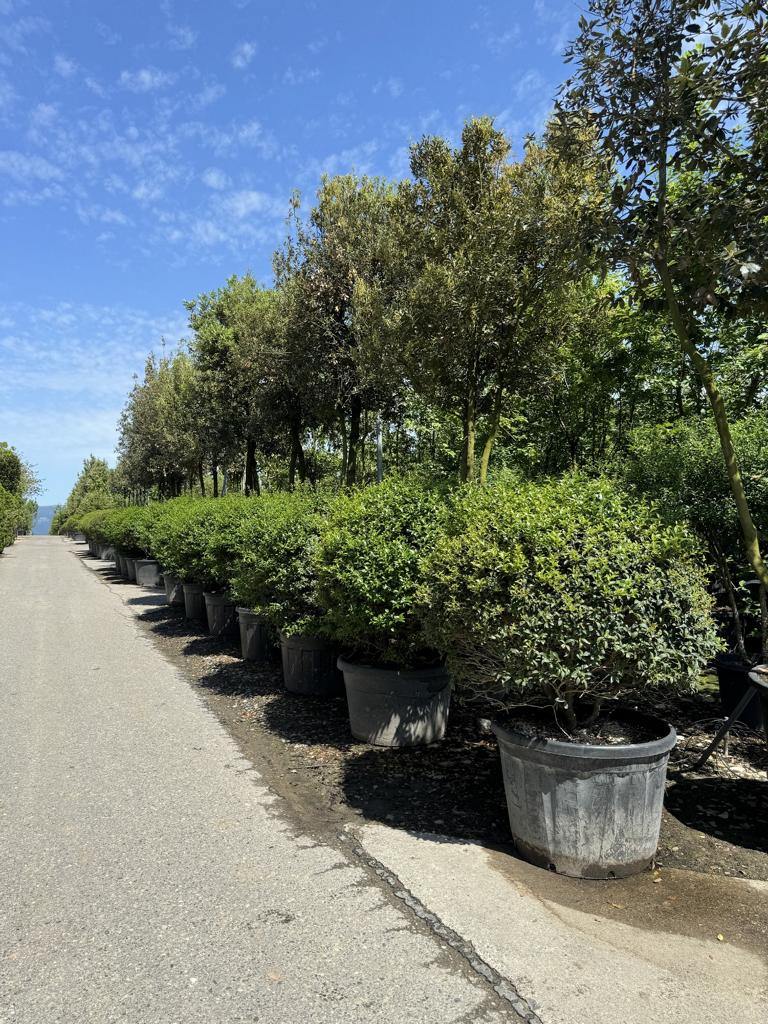 Osmanthus burkwoodii (x) Schirmform