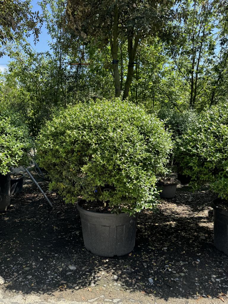 Osmanthus burkwoodii (x) Schirmform