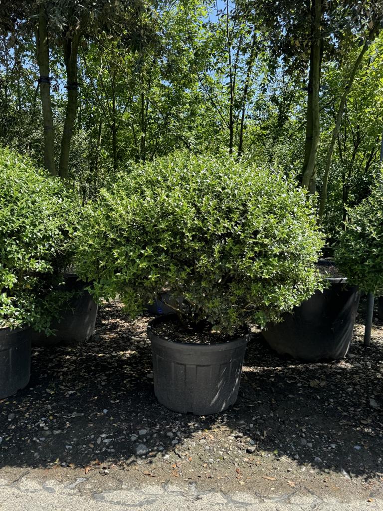 Osmanthus burkwoodii (x) Schirmform