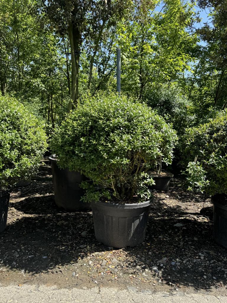 Osmanthus burkwoodii (x) Schirmform