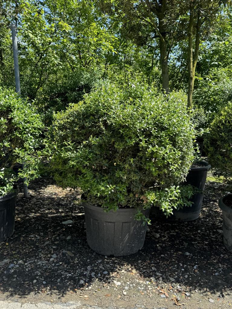 Osmanthus burkwoodii (x) Kugelform