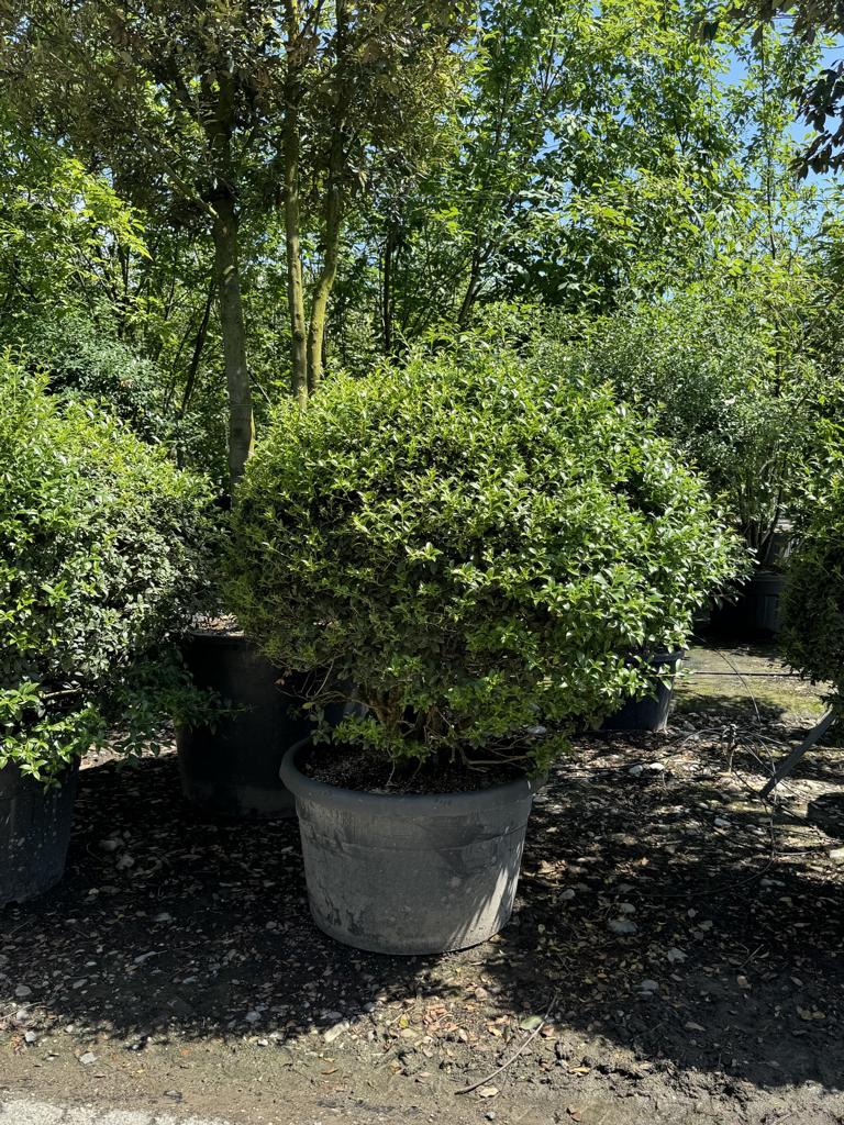 Osmanthus burkwoodii (x) Kugelform