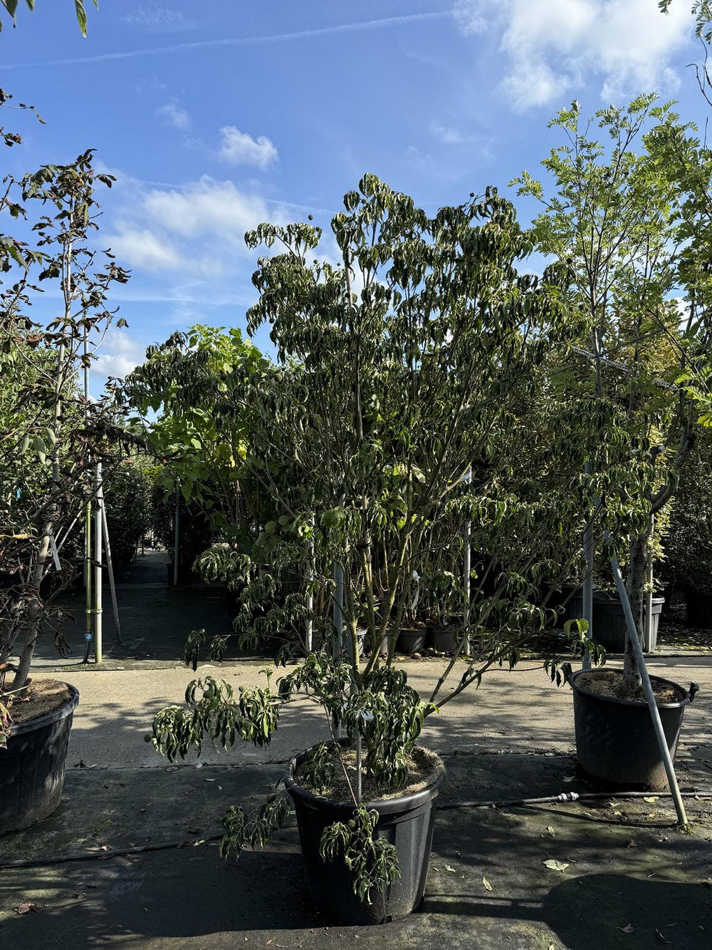 Cornus kousa 'Milky Way'