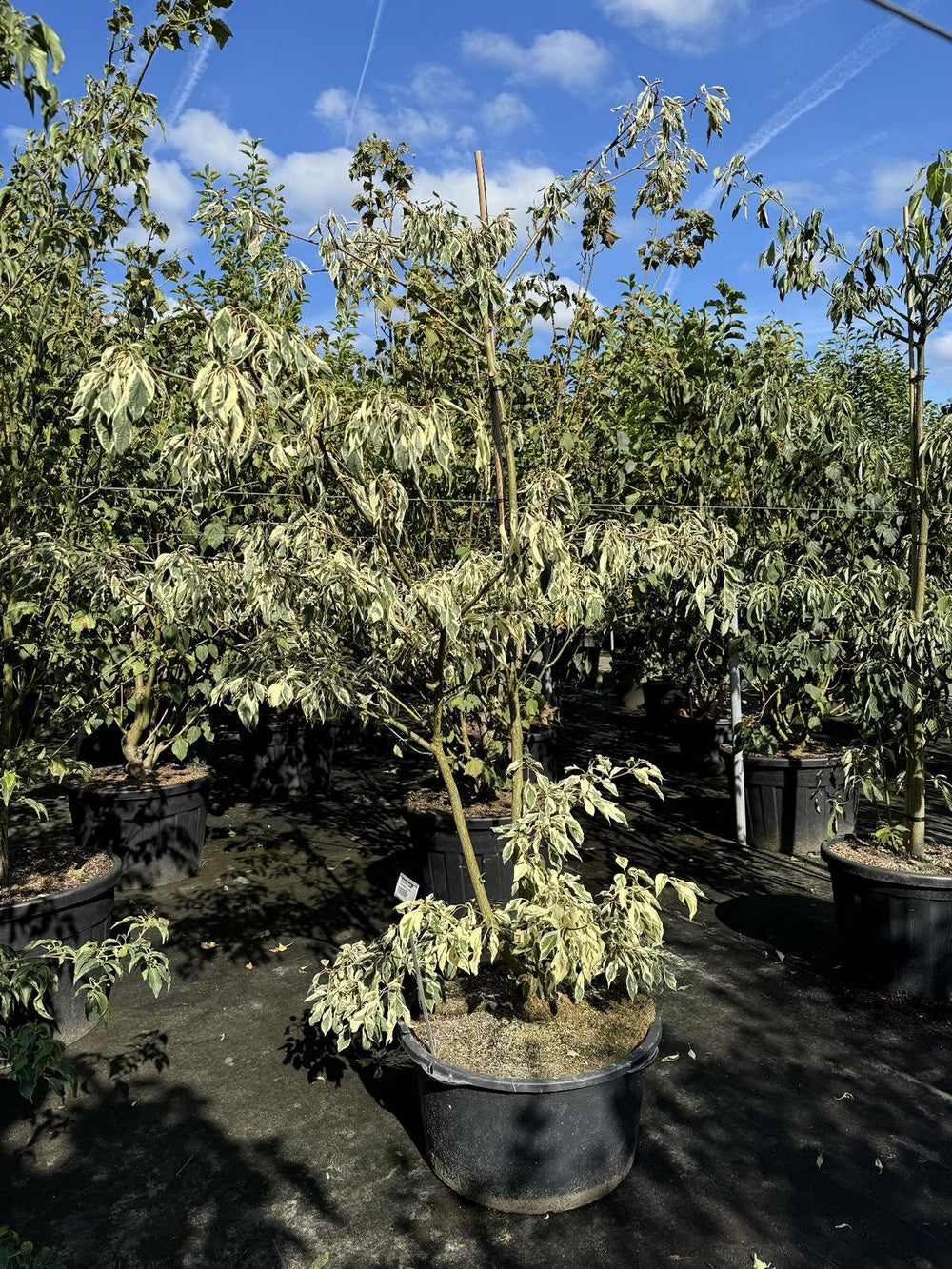 Cornus controversa 'Variegata'