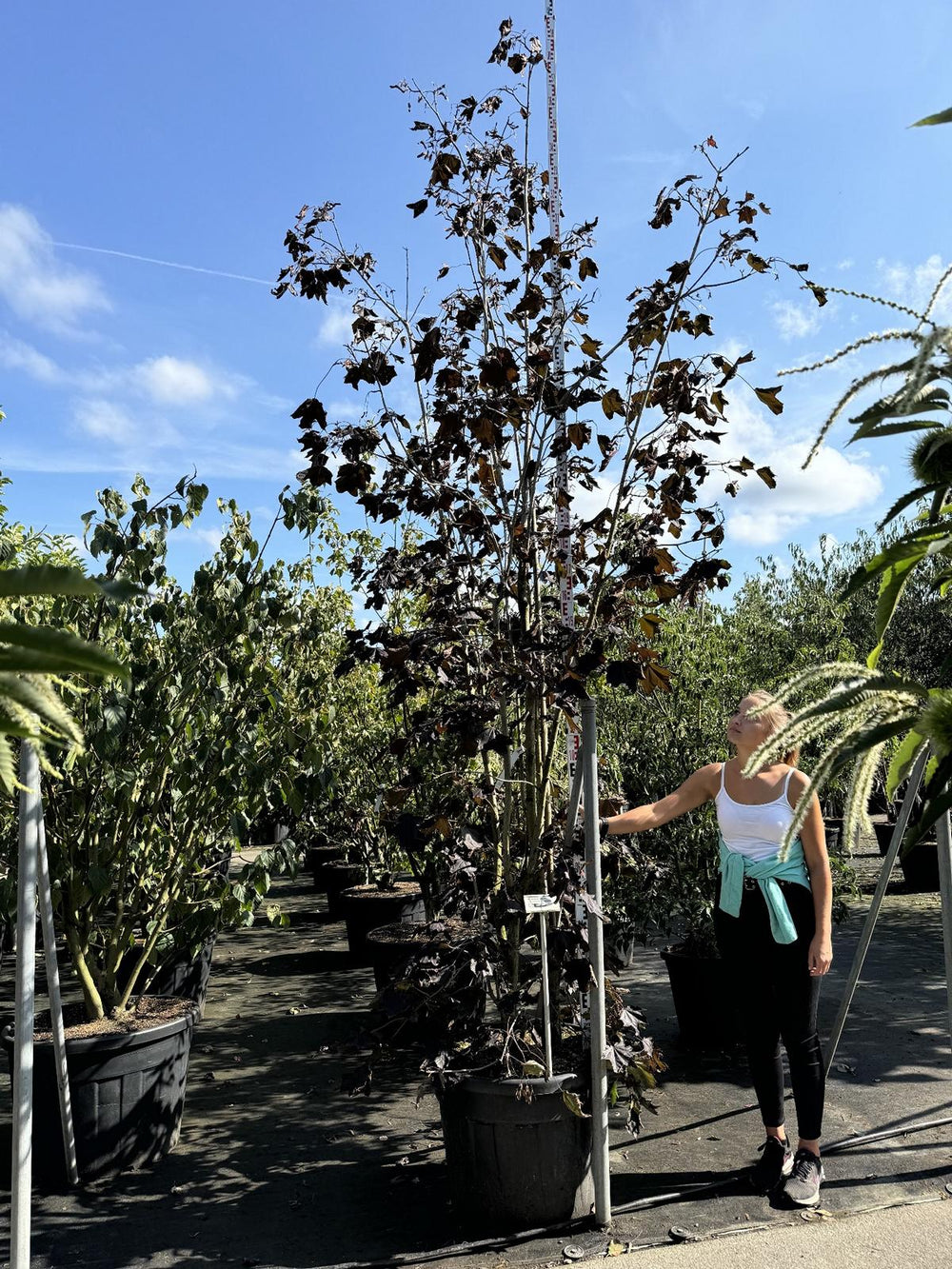 Acer platanoides 'Crimson King'