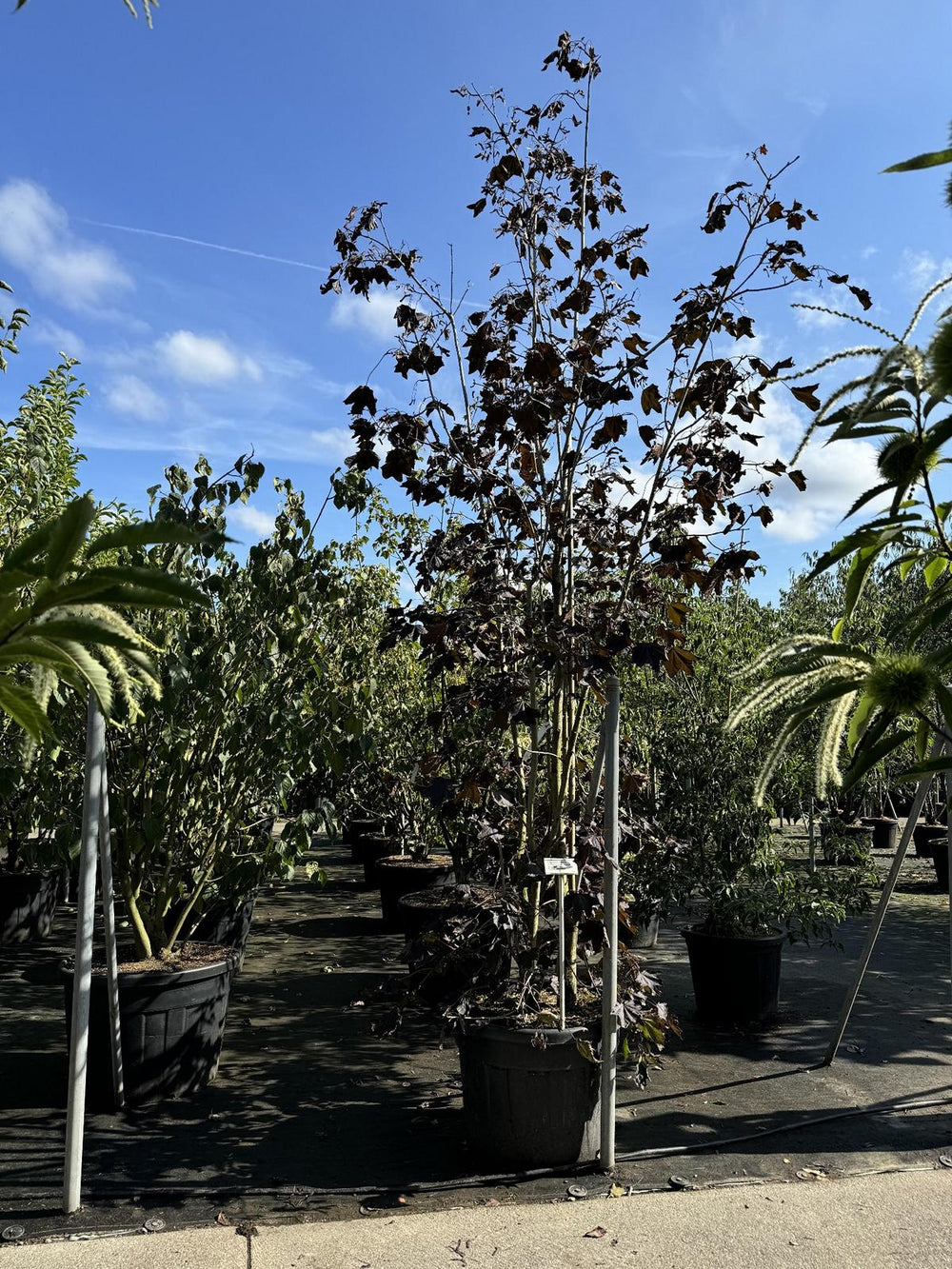 Acer platanoides 'Crimson King'