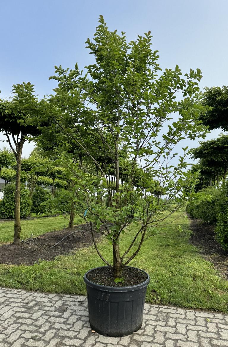 Magnolia kobus