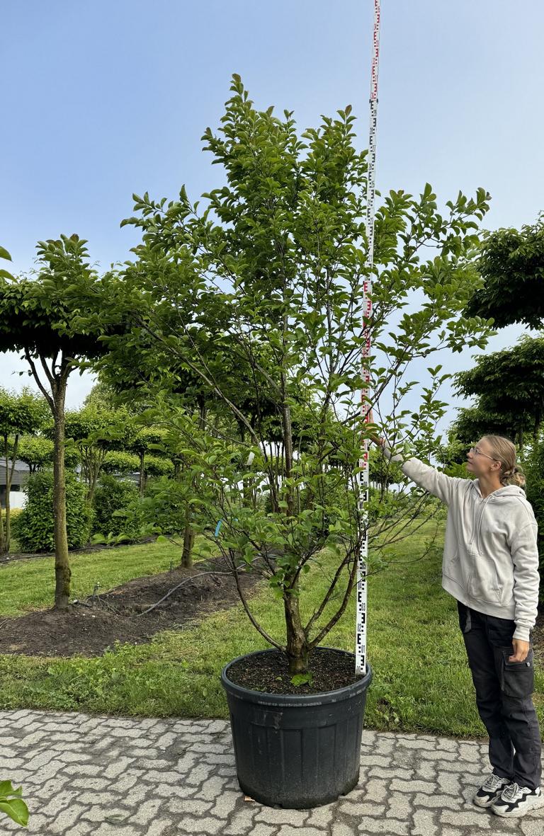 Magnolia kobus