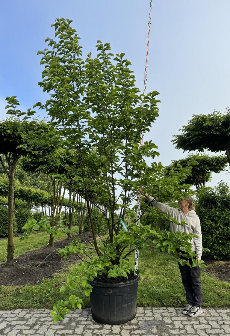 Magnolia kobus