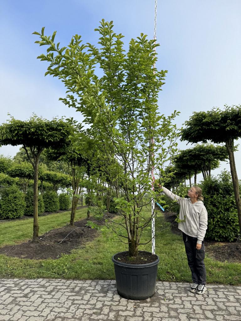 Magnolia kobus