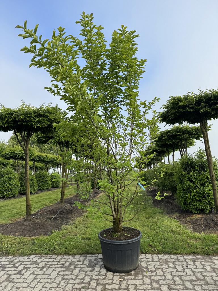 Magnolia kobus
