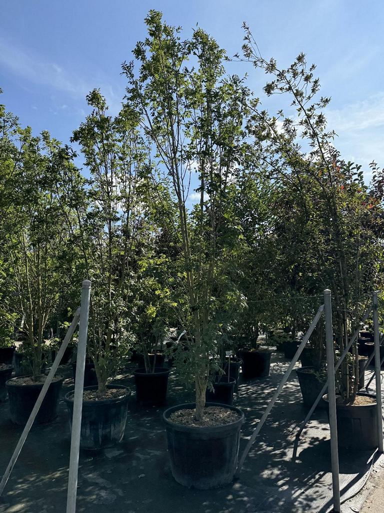 Fraxinus ornus