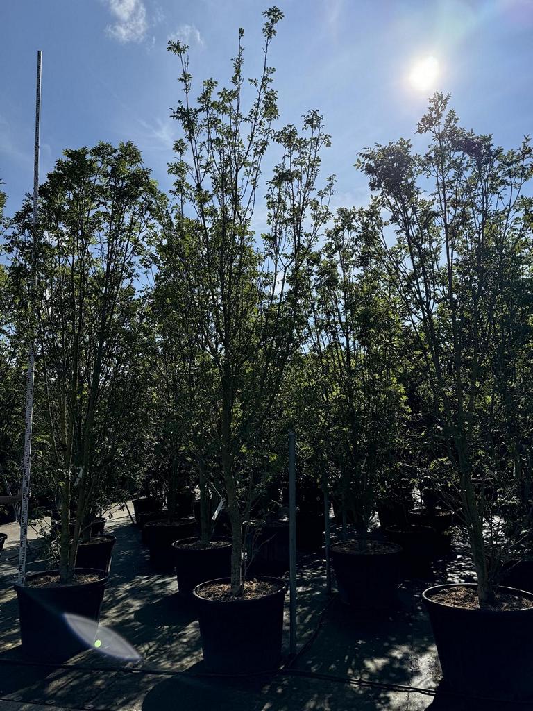 Fraxinus ornus