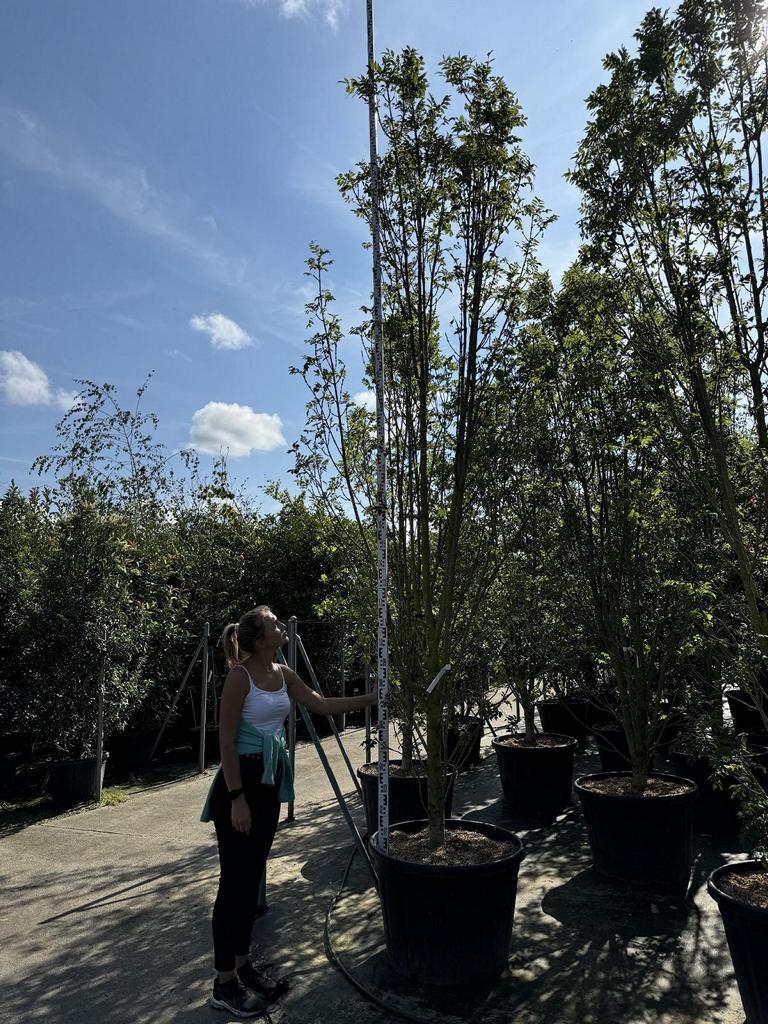 Fraxinus ornus