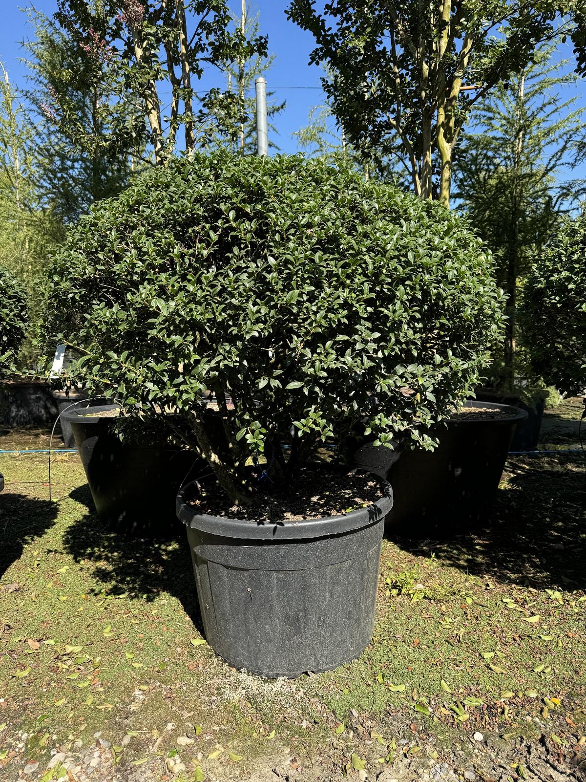 Osmanthus burkwoodii (x) Schirmform