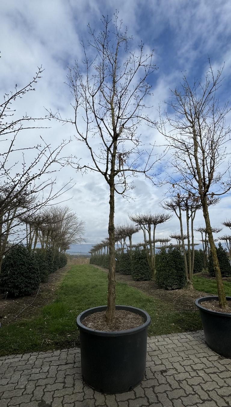 Acer triflorum