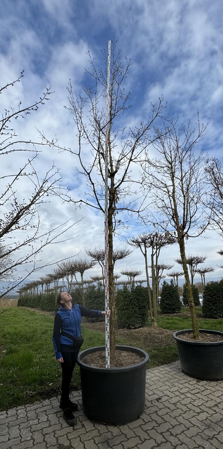 Acer triflorum