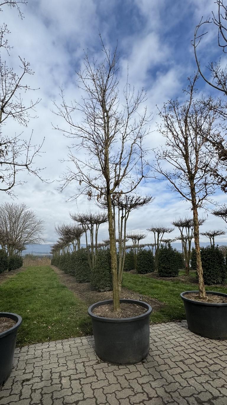 Acer triflorum